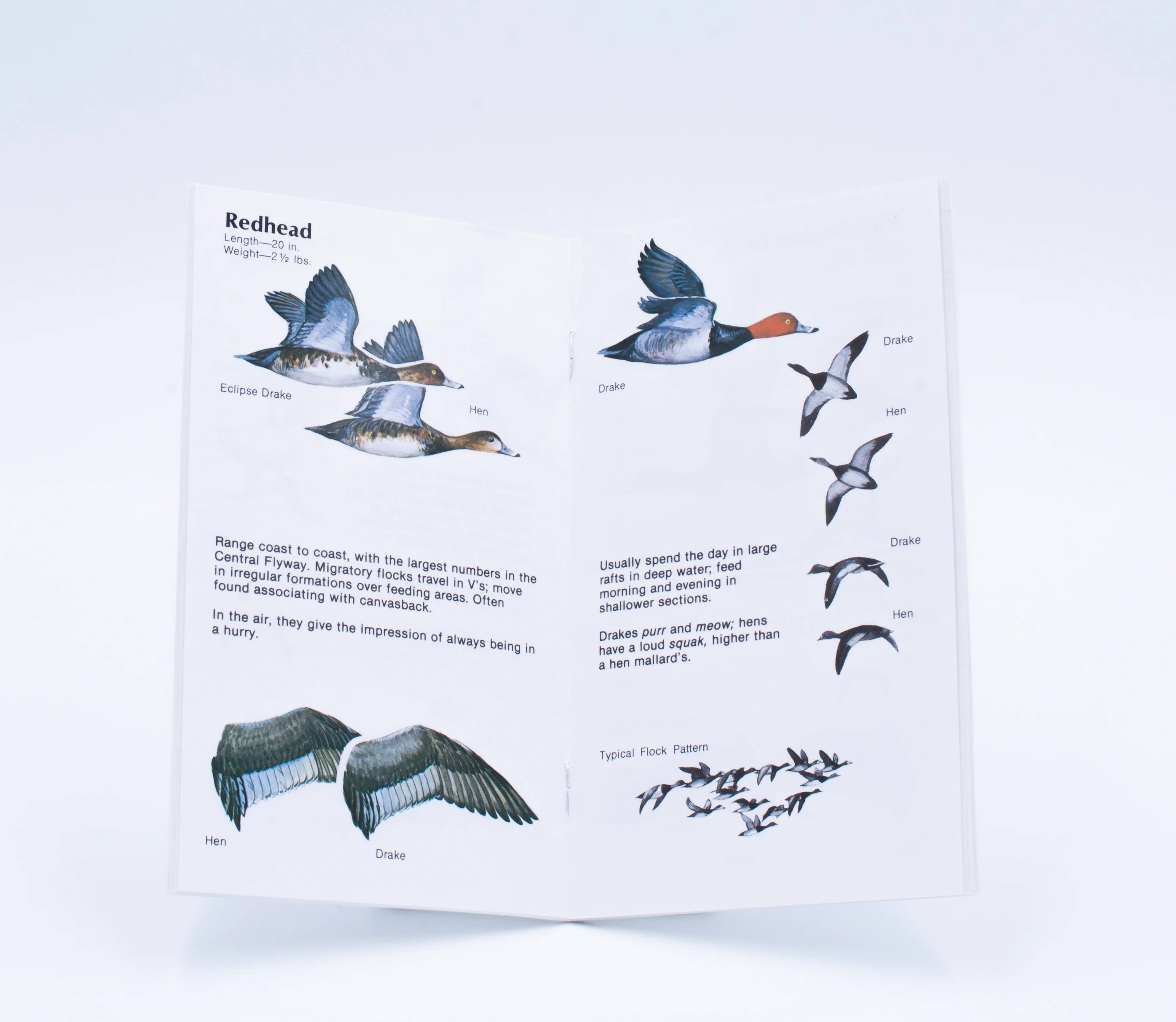 Ducks At A Distance - Image 3