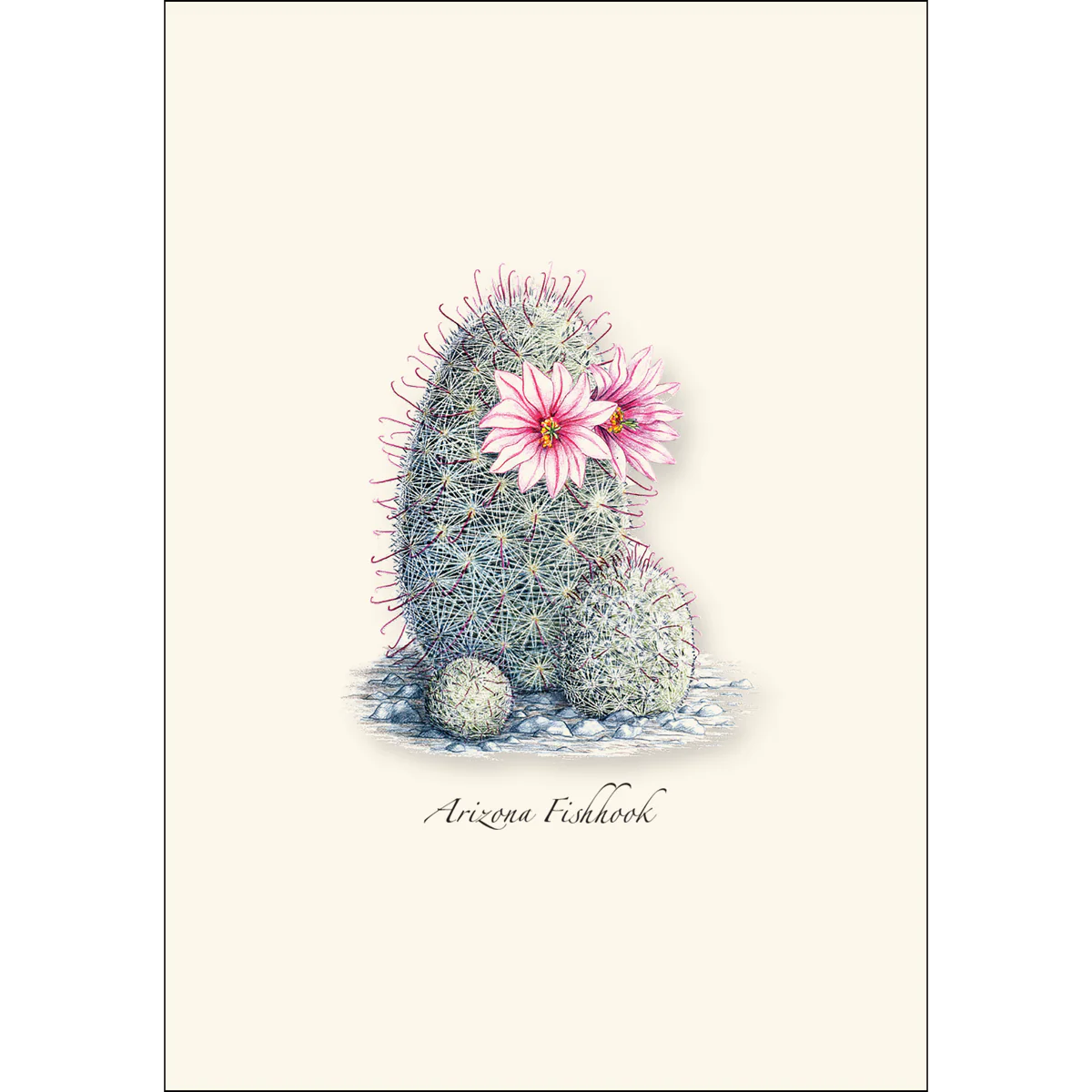 Boxed Notecards: Cacti Assortment I - Image 2