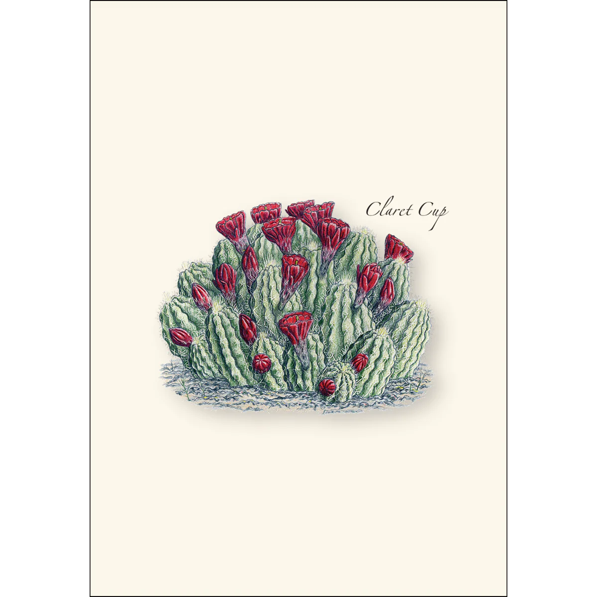 Boxed Notecards: Cacti Assortment II - Image 2