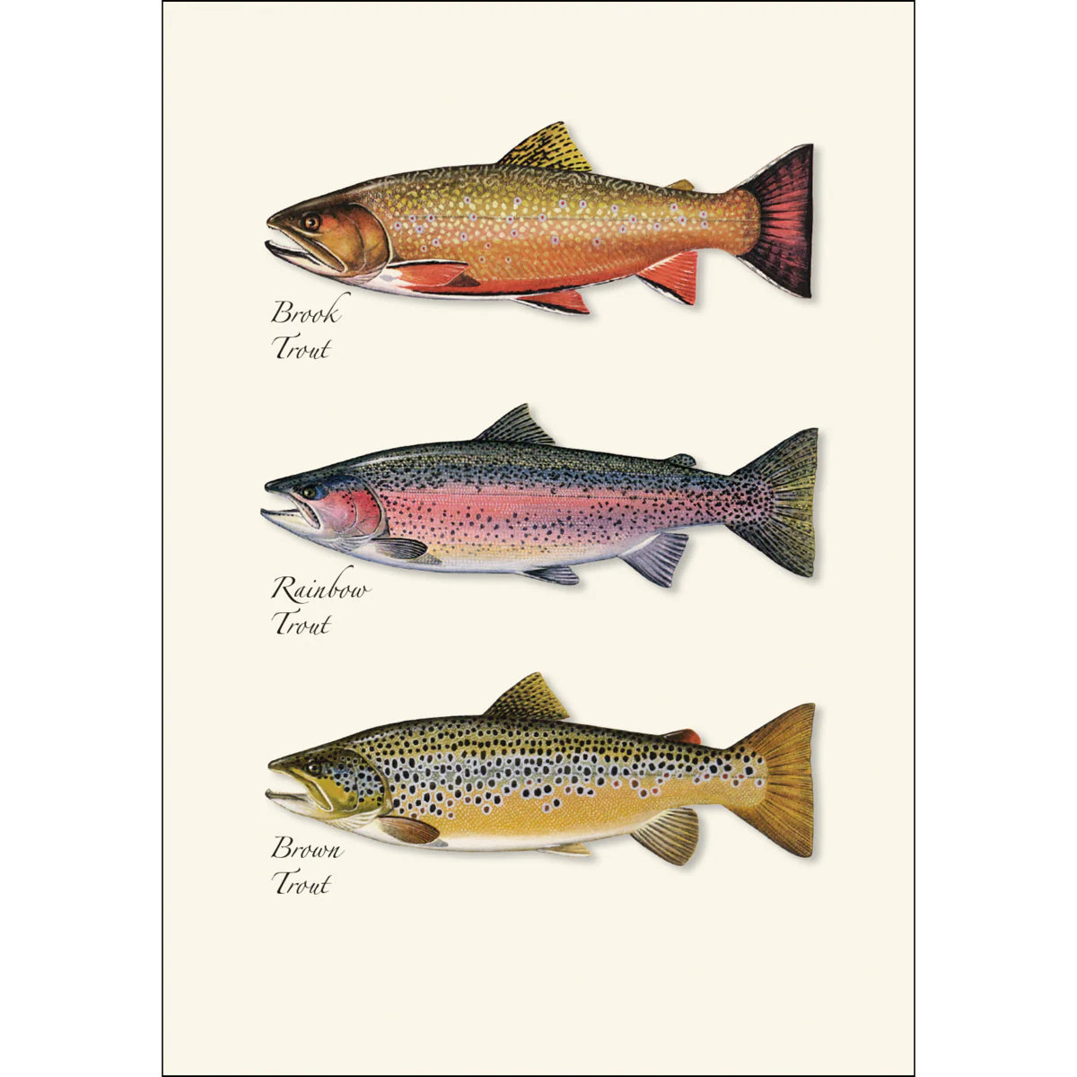 Boxed Notecards: Trout Trio - Image 2