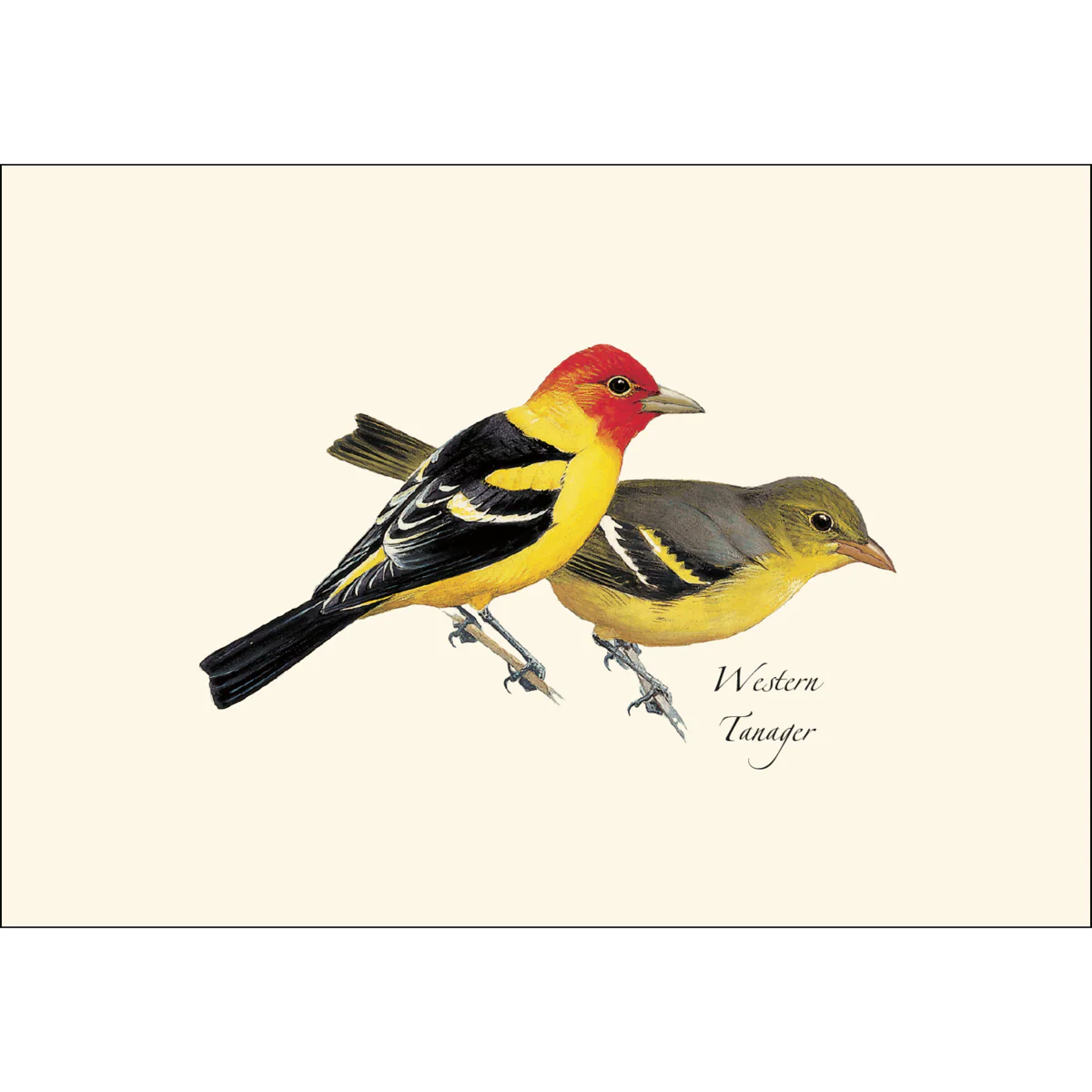 Boxed Notecards: Western Birds - Image 2
