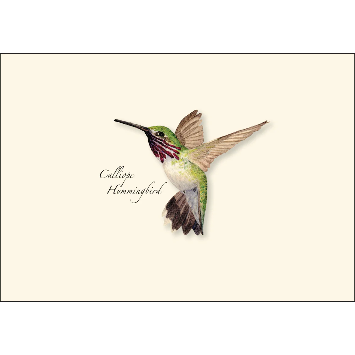 Boxed Notecards: Western Hummingbird - Image 2