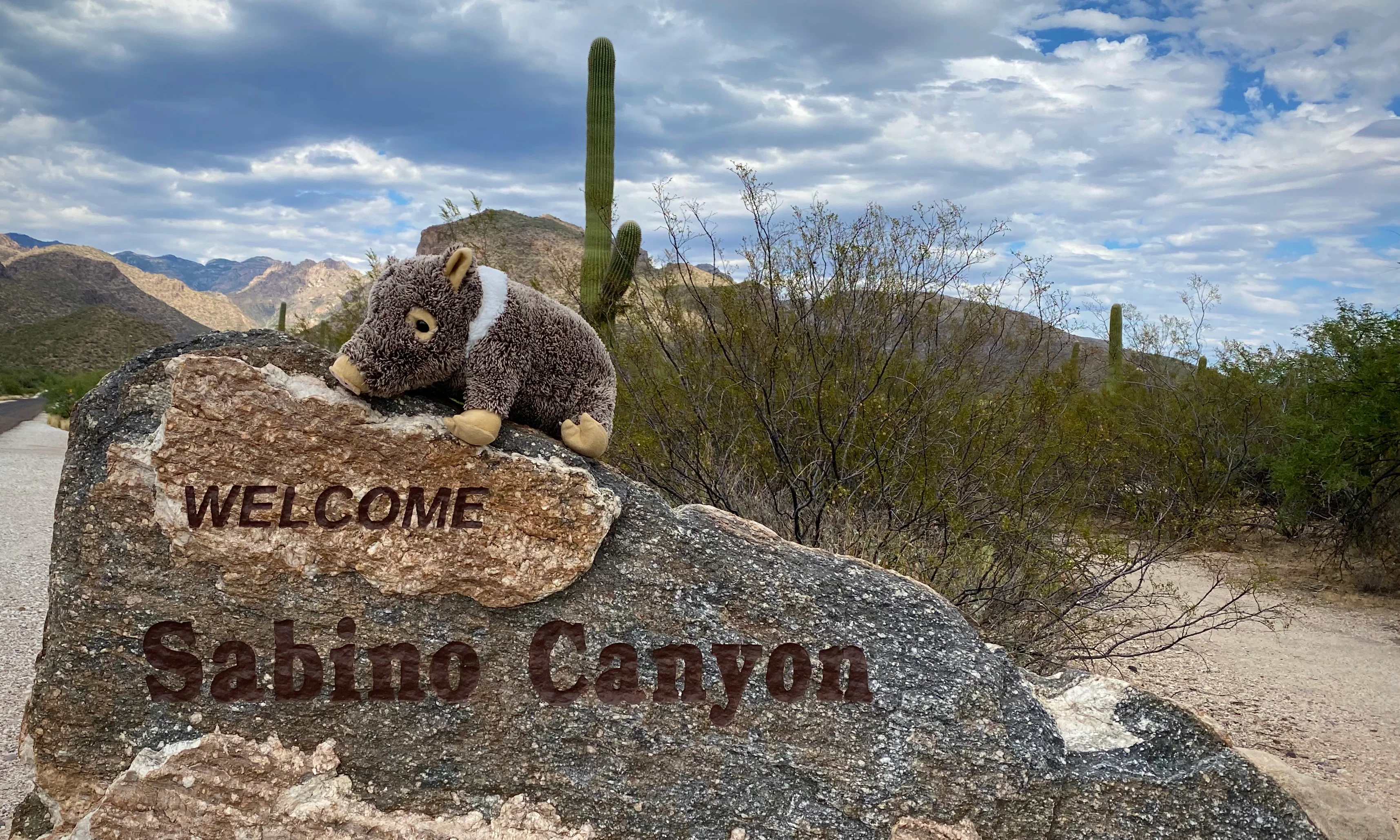 Plush: Javelina 16 - Image 2