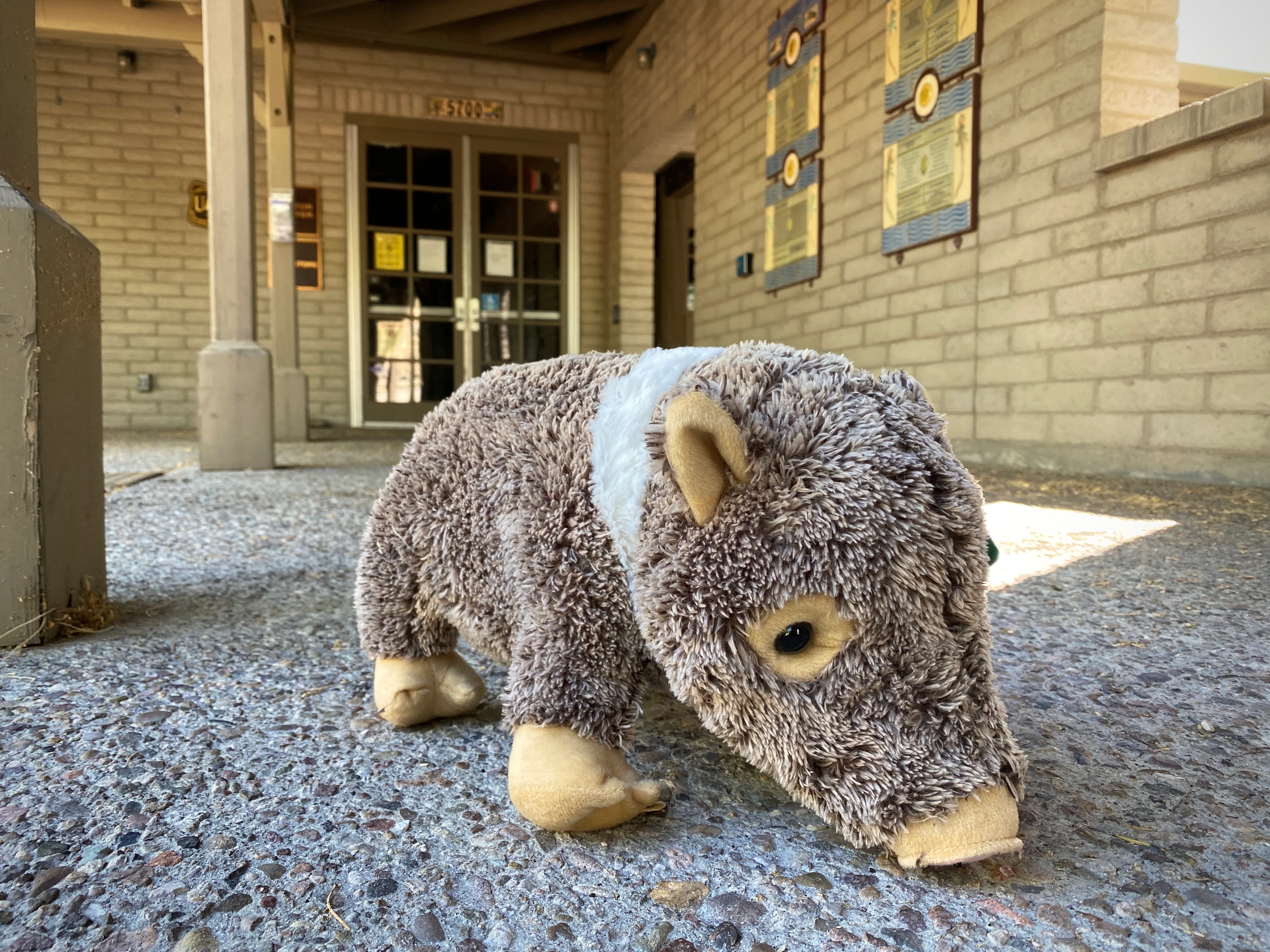 Plush: Javelina 16 - Image 3