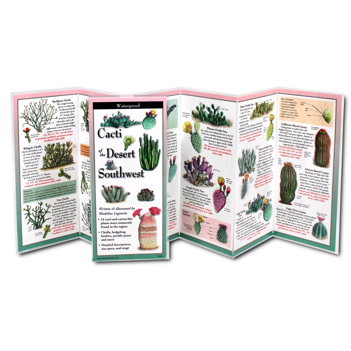 Pocket Guide: Cacti of the Desert Southwest - Image 2