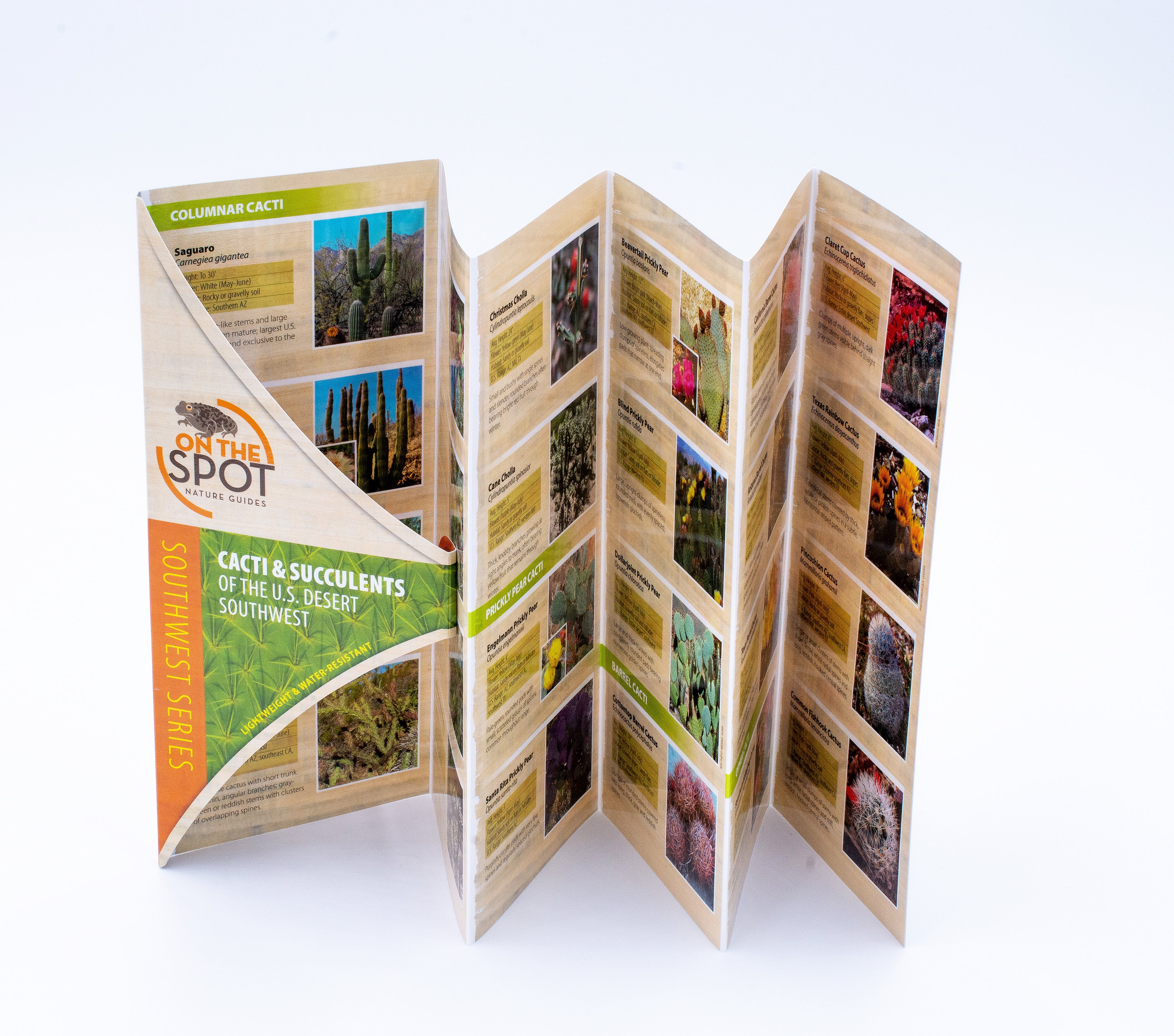 Pocket Guide: Cacti & Succulents of the Desert Southwest