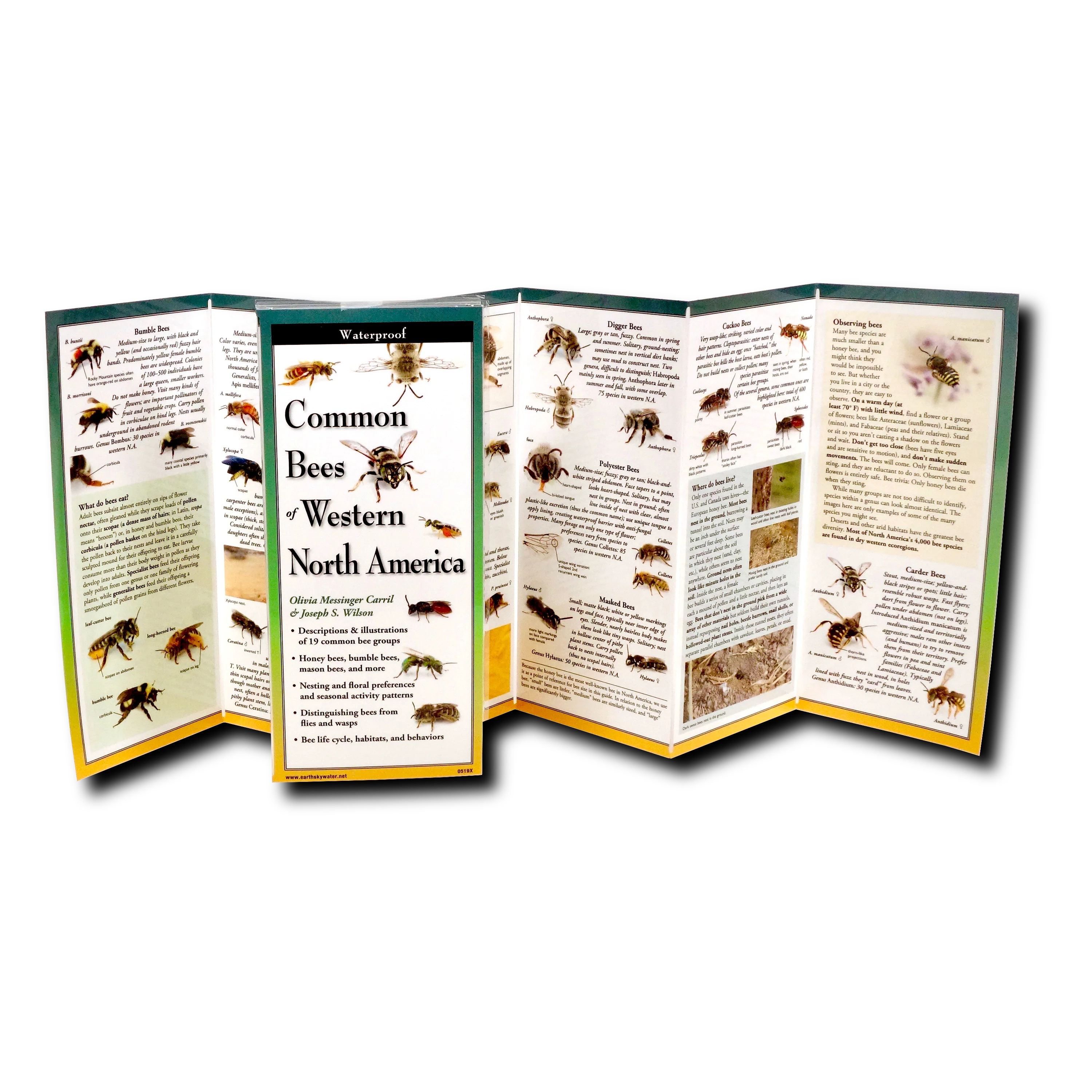Pocket Guide: Common Bees of Western North America - Image 2
