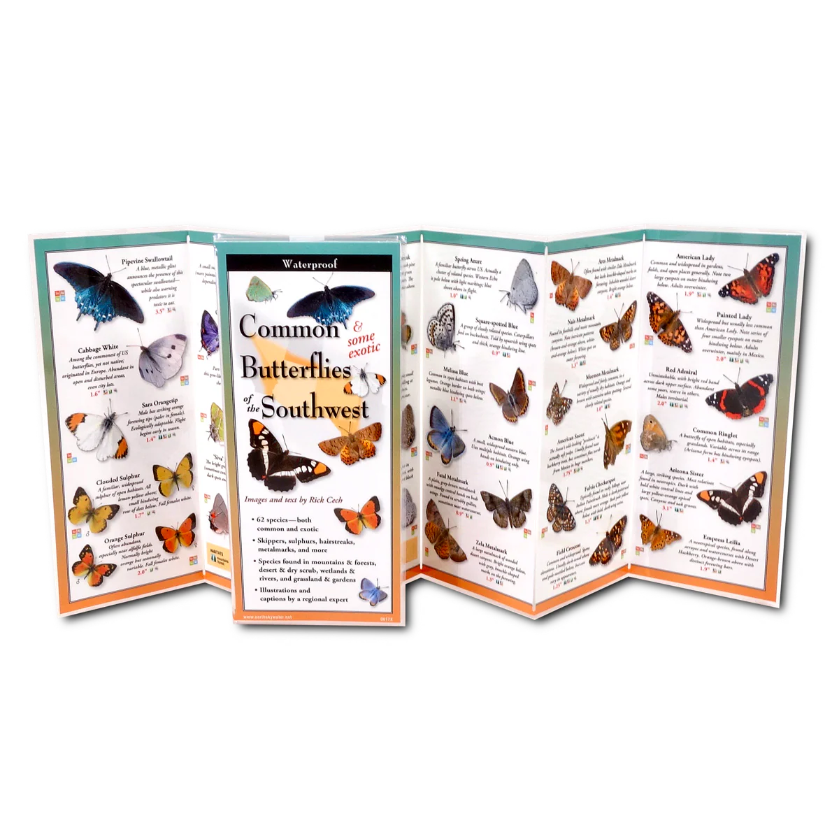 Pocket Guide: Common & Some Exotic Butterflies of the Southwest - Image 2