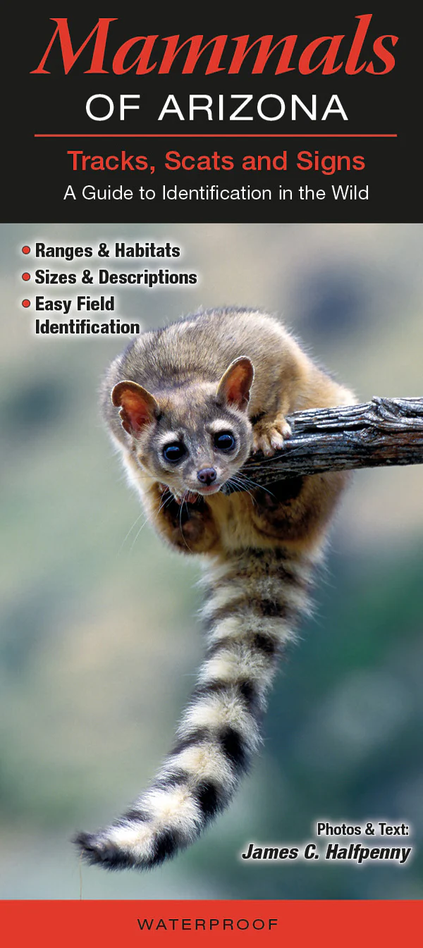Pocket Guide: Mammals of Arizona