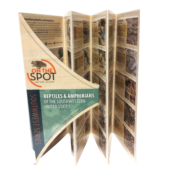 Pocket Guide: Reptiles & Amphibians of the Southwestern United States - Image 2
