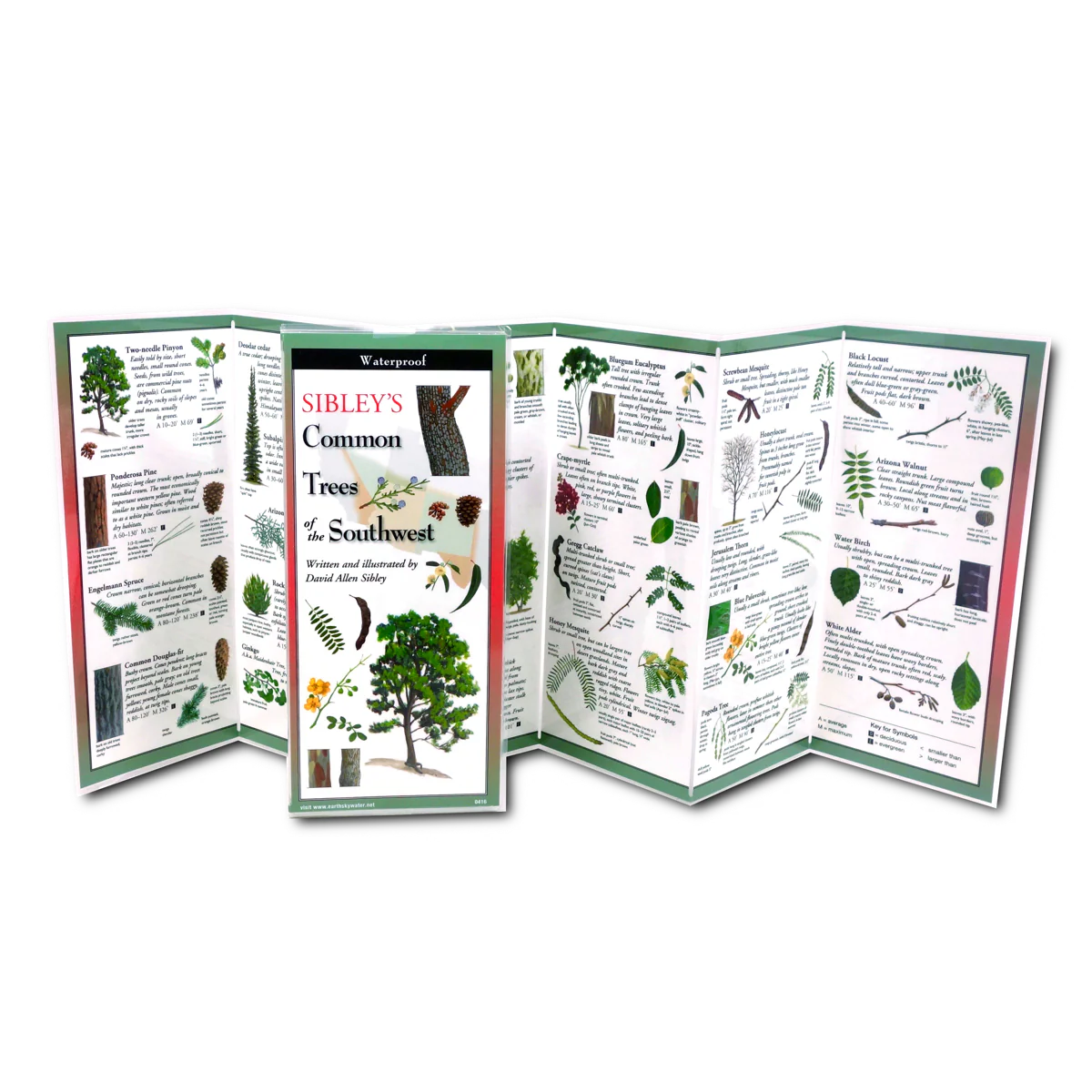 Pocket Guide: Sibley's Common Trees of the Southwest - Image 2