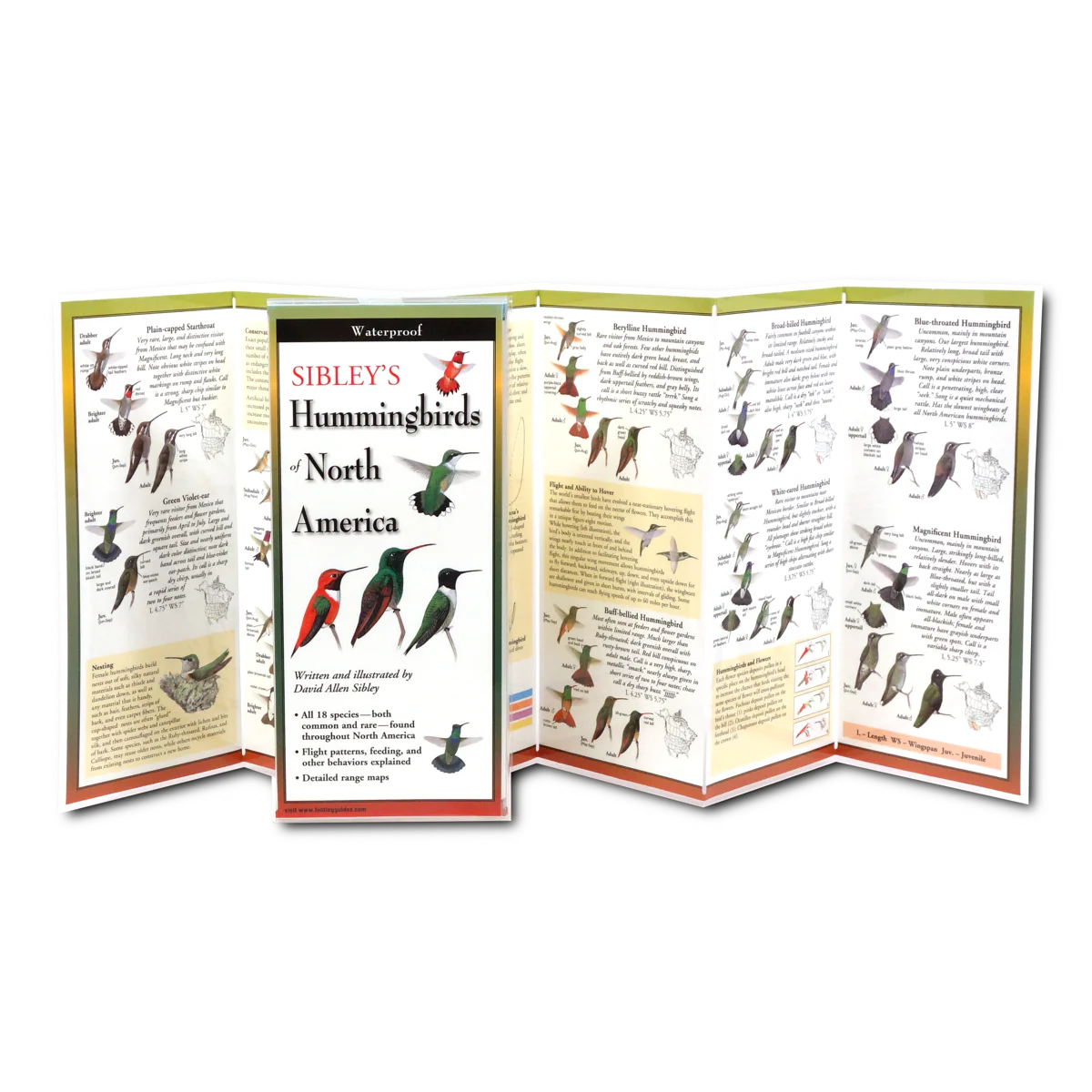 Pocket Guide: Sibley's Hummingbirds of North America - Image 2
