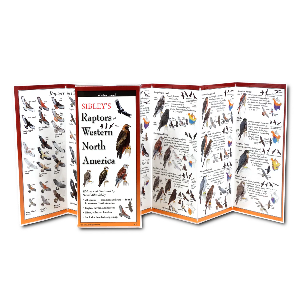 Pocket Guide: Sibley's Raptors of Western North America - Image 2