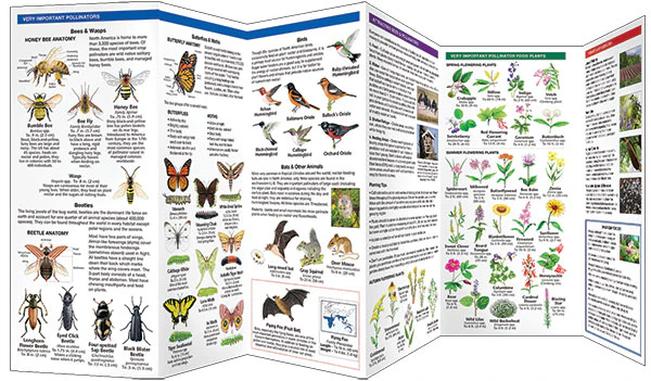 Pocket Naturalist: Bees & Other Polinators - Image 3