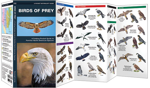 Pocket Naturalist: Birds of Prey - Image 2