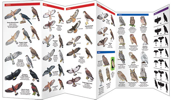 Pocket Naturalist: Birds of Prey - Image 3
