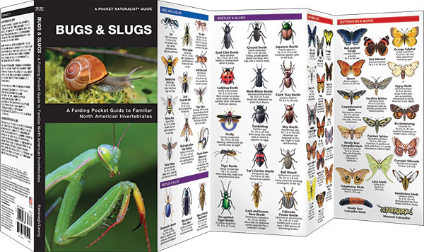 Pocket Naturalist: Bugs & Slugs - Image 2