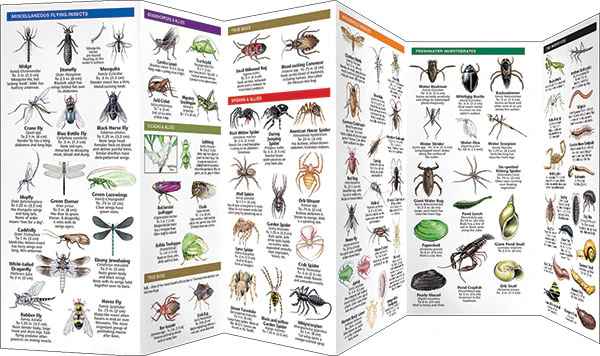Pocket Naturalist: Bugs & Slugs - Image 3