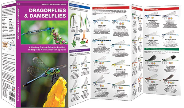 Pocket Naturalist: Dragonflies & Damselflies - Image 2