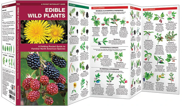 Pocket Naturalist: Edible Wild Plants - Image 2