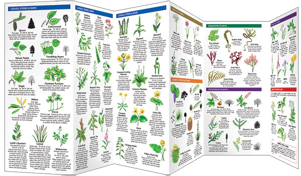 Pocket Naturalist: Edible Wild Plants - Image 3