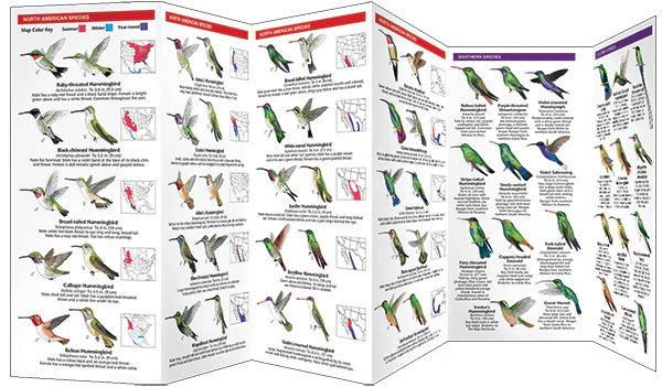 Pocket Naturalist: Hummingbirds - Image 3