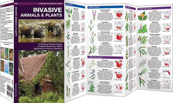 Pocket Naturalist: Invasive Animals & Plants - Image 2