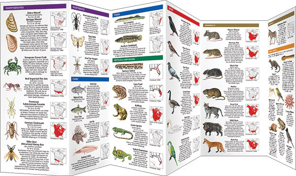 Pocket Naturalist: Invasive Animals & Plants - Image 3