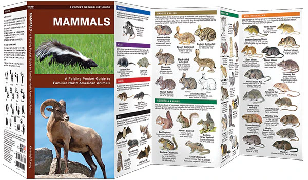 Pocket Naturalist: Mammals - Image 2