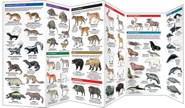 Pocket Naturalist: Mammals - Image 3