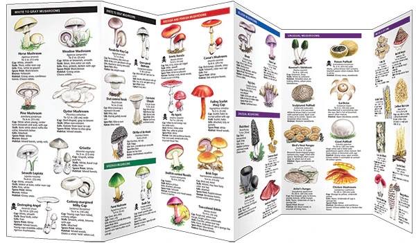 Pocket Naturalist: Mushrooms - Image 3