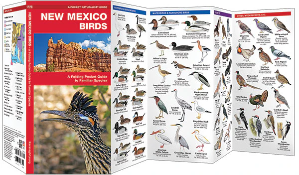 Pocket Naturalist: New Mexico Birds - Image 2