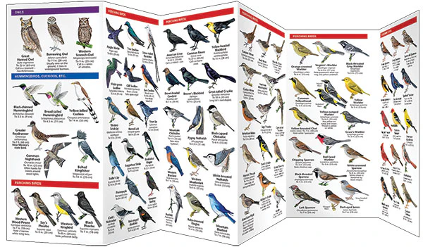 Pocket Naturalist: New Mexico Birds - Image 3