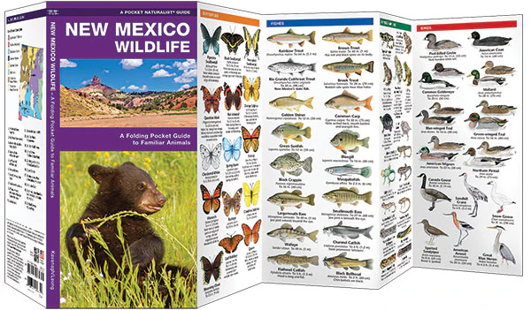 Pocket Naturalist: New Mexico Wildlife - Image 2
