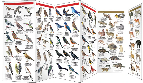 Pocket Naturalist: New Mexico Wildlife - Image 3