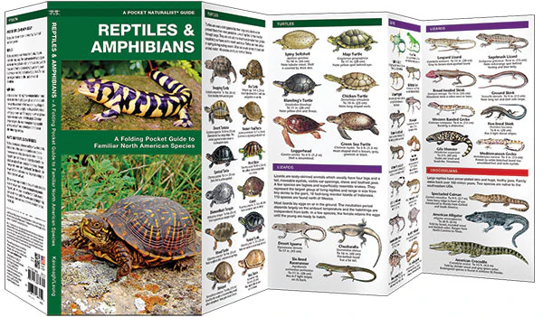 Pocket Naturalist: Reptiles & Amphibians - Image 2