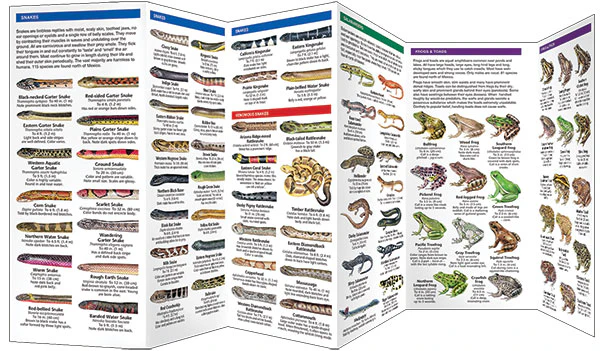 Pocket Naturalist: Reptiles & Amphibians - Image 3