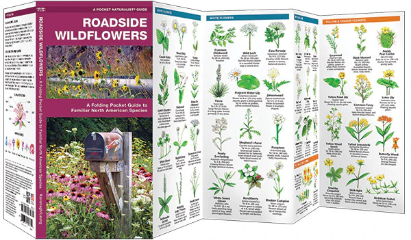 Pocket Naturalist: Roadside Wildflowers - Image 2