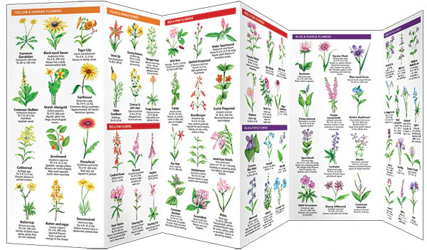 Pocket Naturalist: Roadside Wildflowers - Image 3