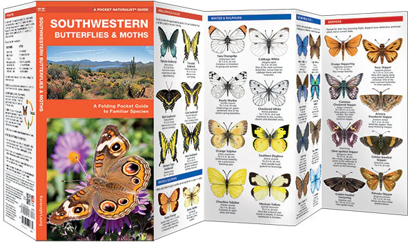 Pocket Naturalist: Southwestern Butterflies & Moths - Image 2