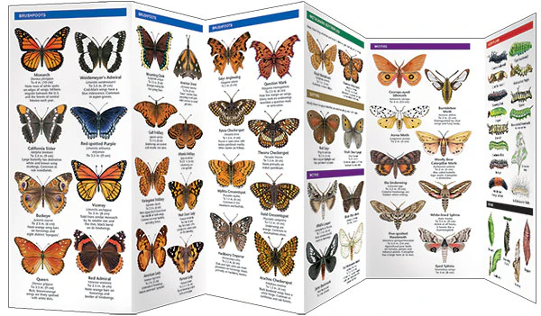 Pocket Naturalist: Southwestern Butterflies & Moths - Image 3