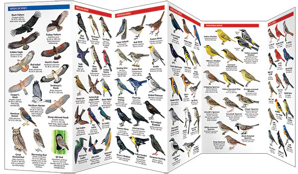 Pocket Naturalist: Southwestern Desert Birds - Image 3