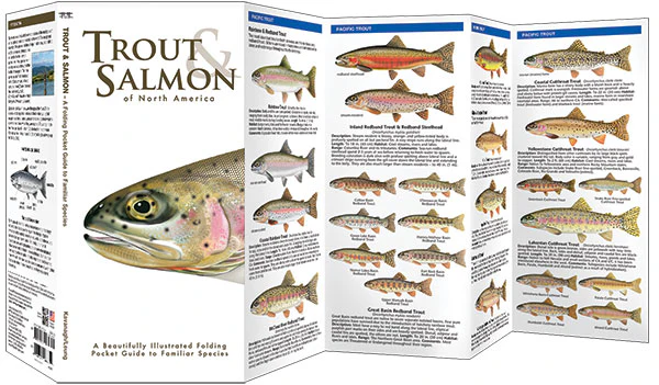 Pocket Naturalist: Trout & Salmon of North America - Image 2