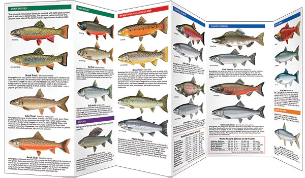 Pocket Naturalist: Trout & Salmon of North America - Image 3