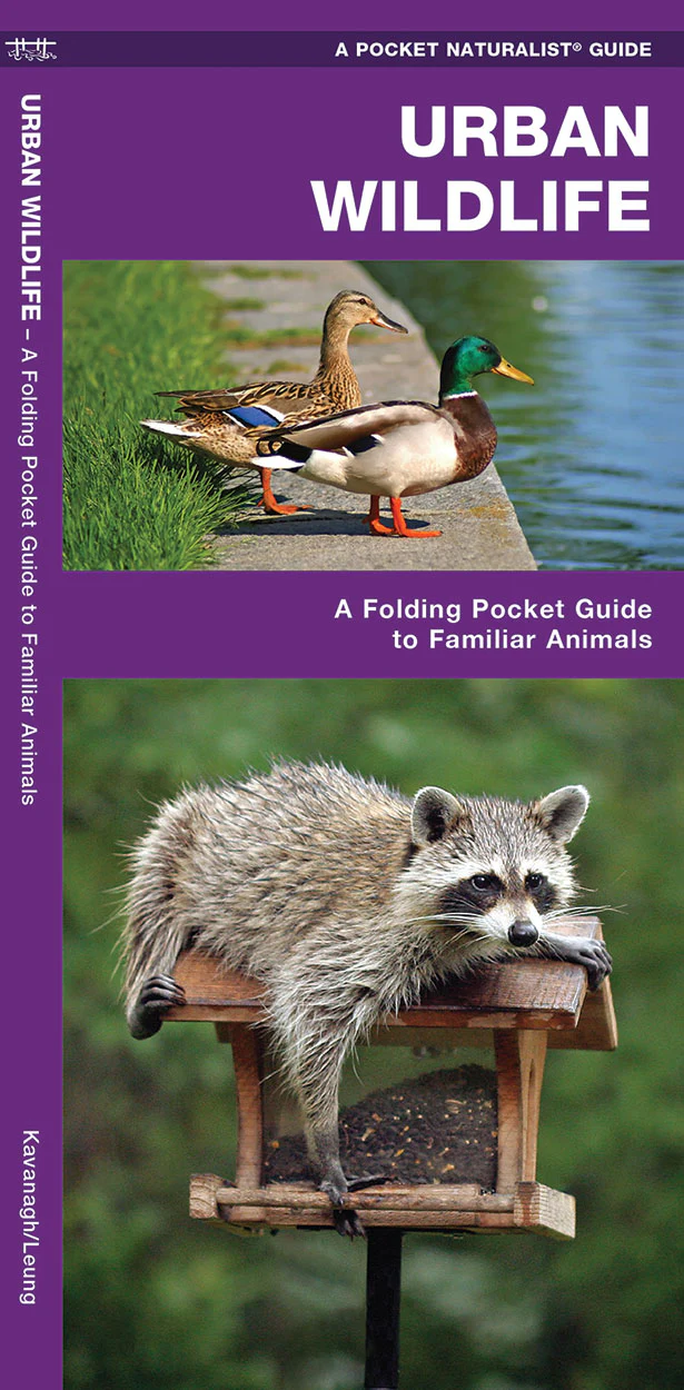 Pocket Naturalist: Urban Wildlife