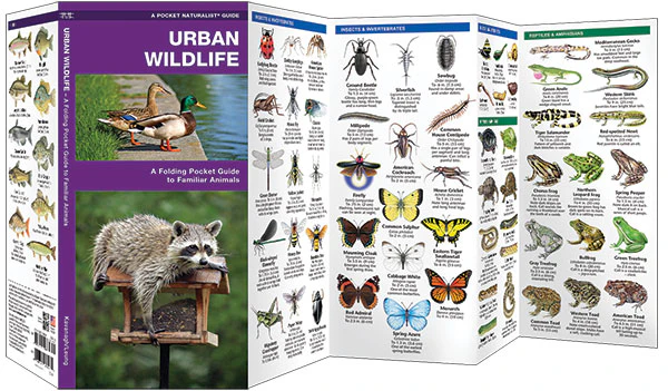 Pocket Naturalist: Urban Wildlife - Image 2