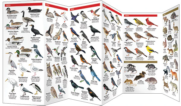 Pocket Naturalist: Urban Wildlife - Image 3
