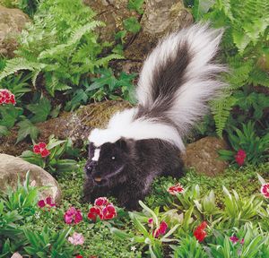 Puppet Skunk